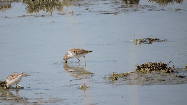 Western Sandpiper - ML563289981