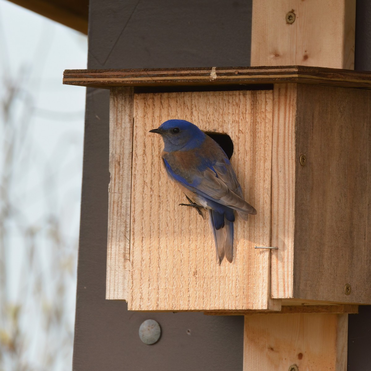 Western Bluebird - ML563290171