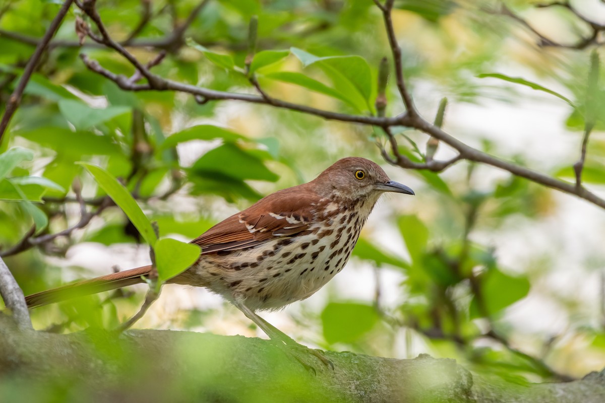 Brown Thrasher - ML563290211