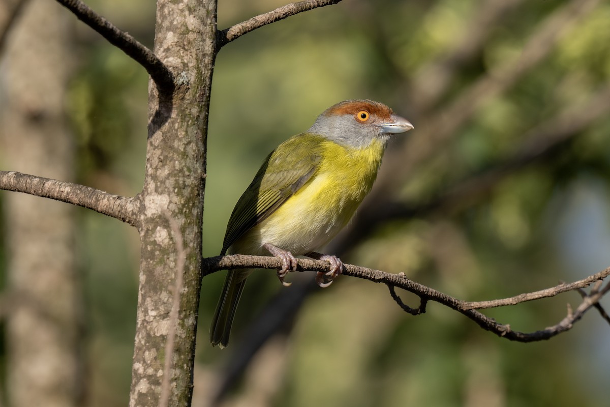 Rufous-browed Peppershrike - Jeff Hapeman