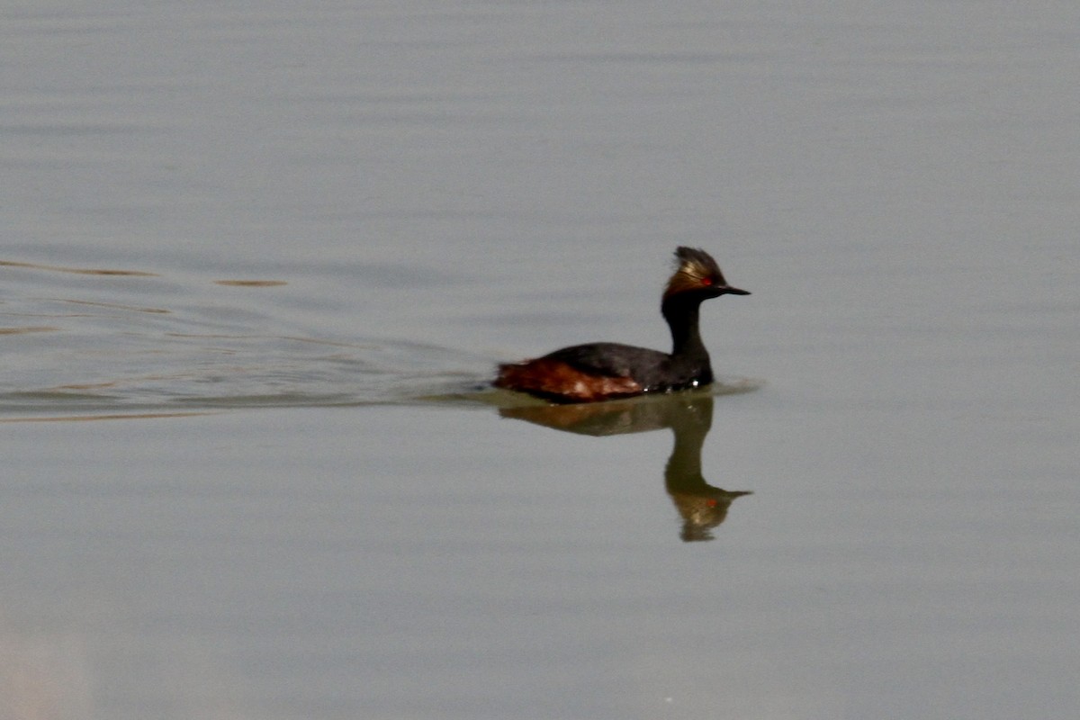 potápka černokrká - ML563290571