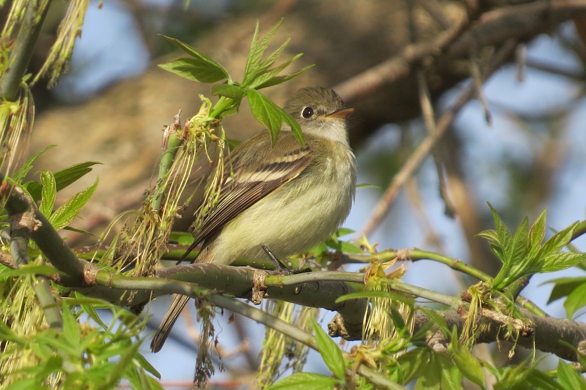 Least Flycatcher - ML56329081