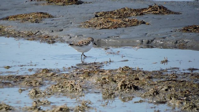 Semipalmated Sandpiper - ML563291091