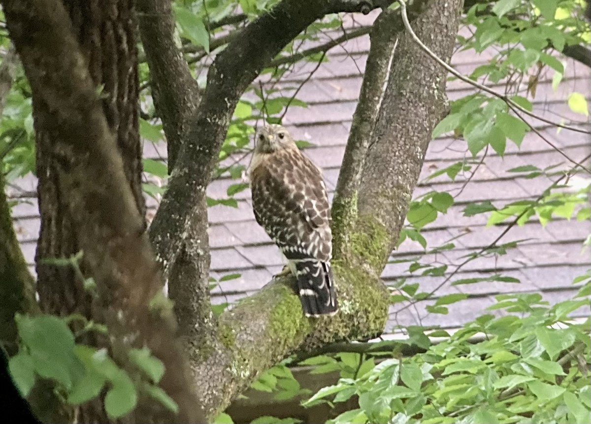 Red-shouldered Hawk - ML563291701