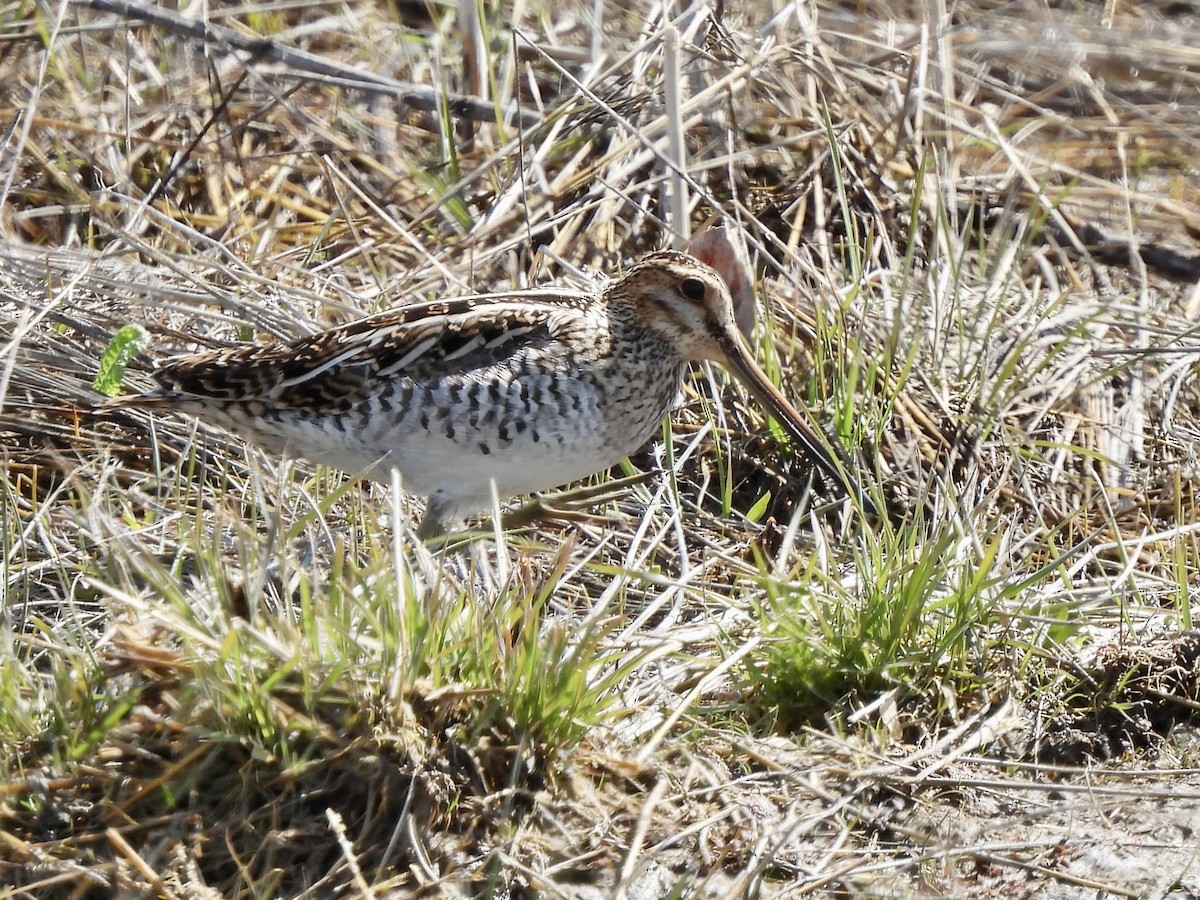 Wilson's Snipe - ML563292961