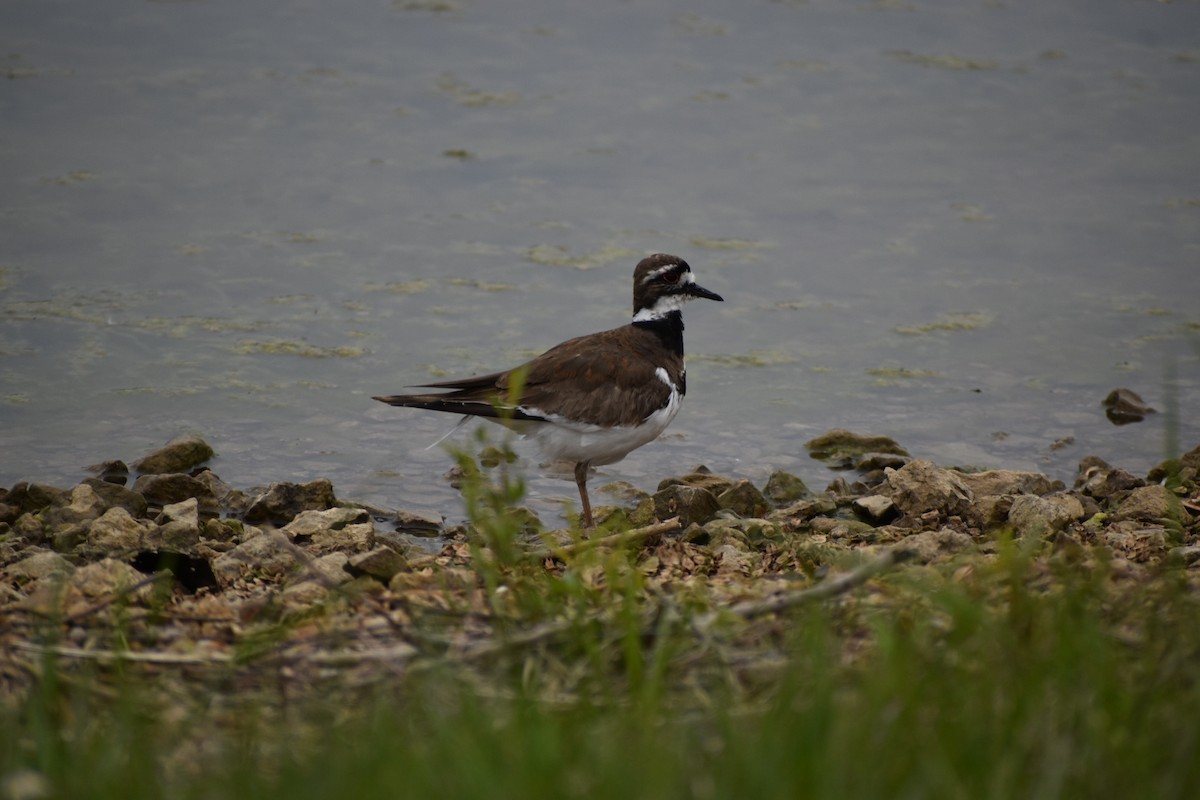 Killdeer - ML563294411