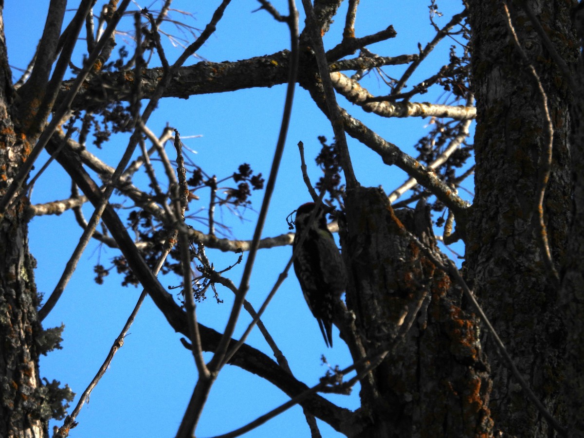 Yellow-bellied Sapsucker - ML563295401