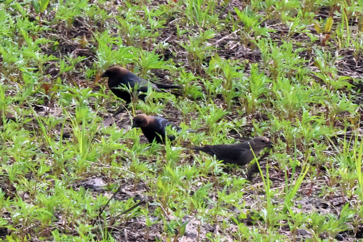 Brown-headed Cowbird - ML563296241