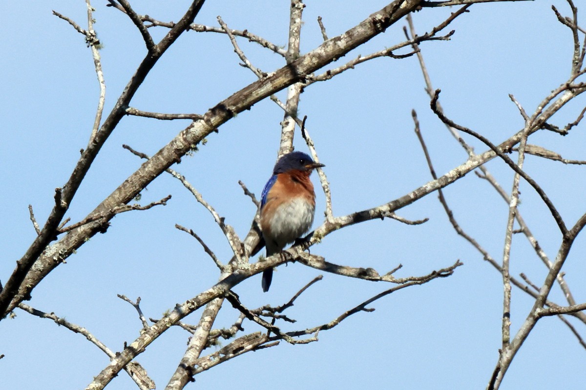 Eastern Bluebird - ML563296761