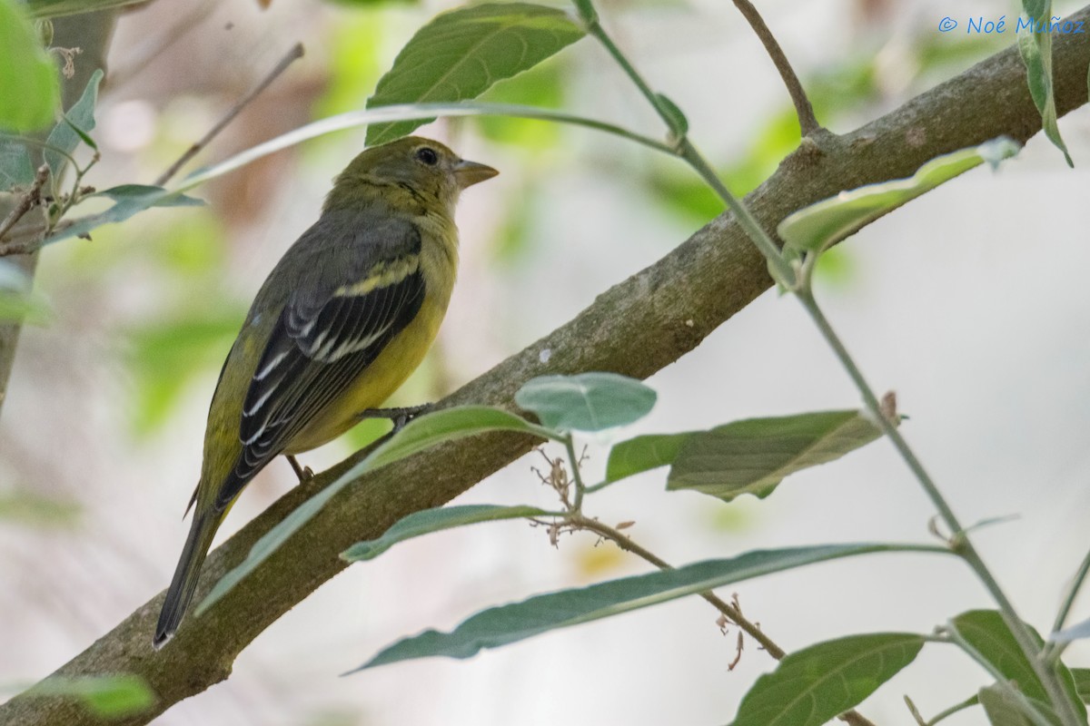Western Tanager - ML563297241