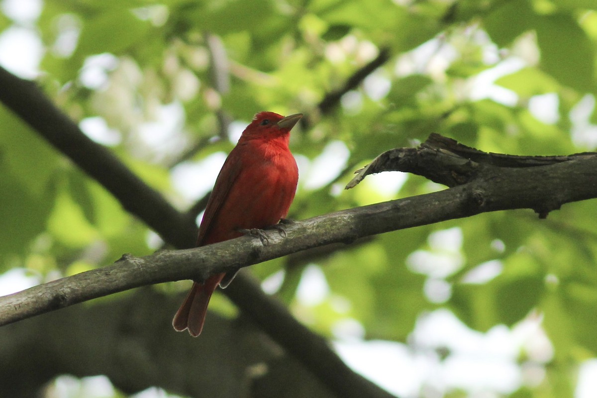 Summer Tanager - ML563297271