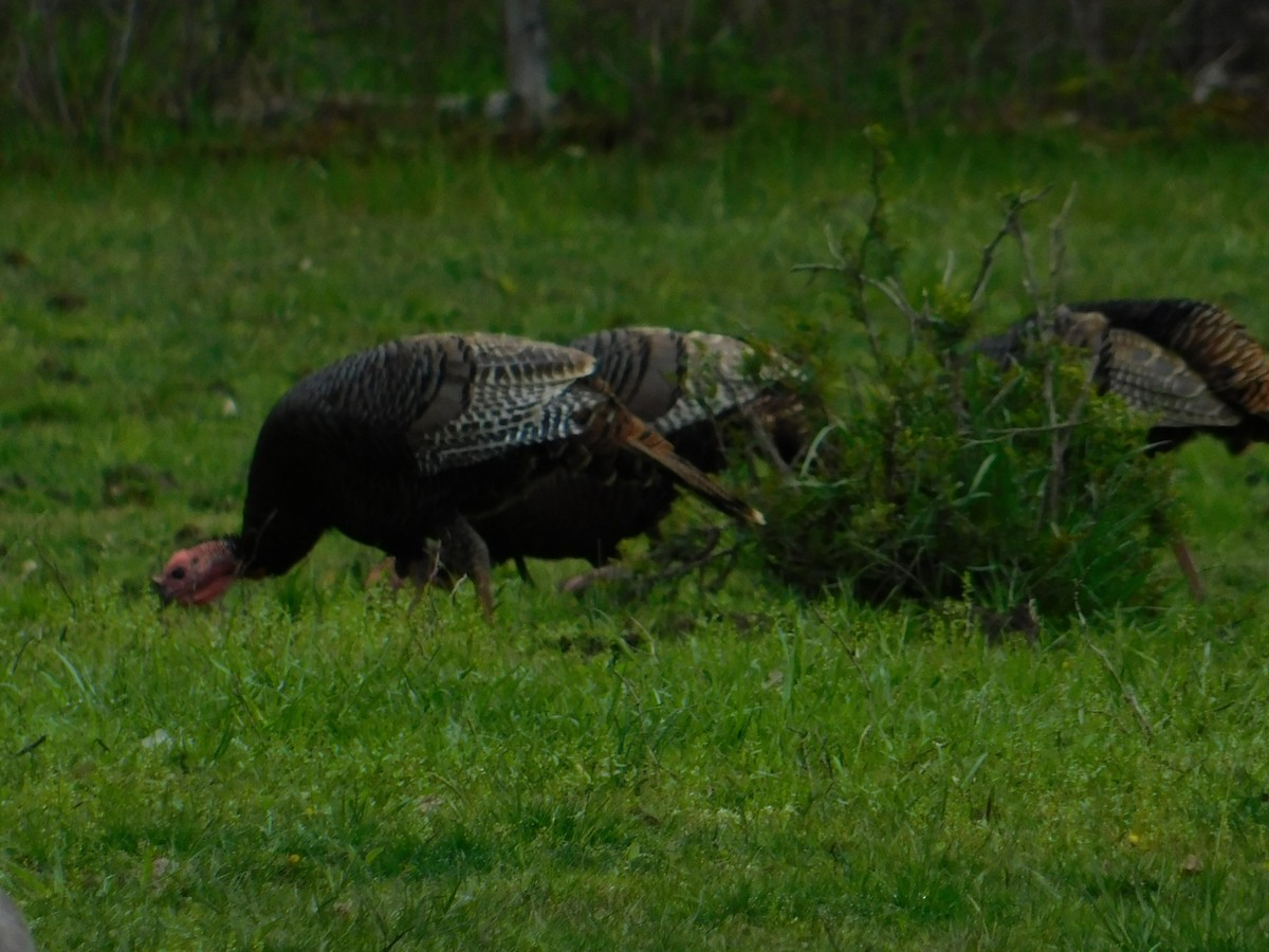 Wild Turkey - ML563299001