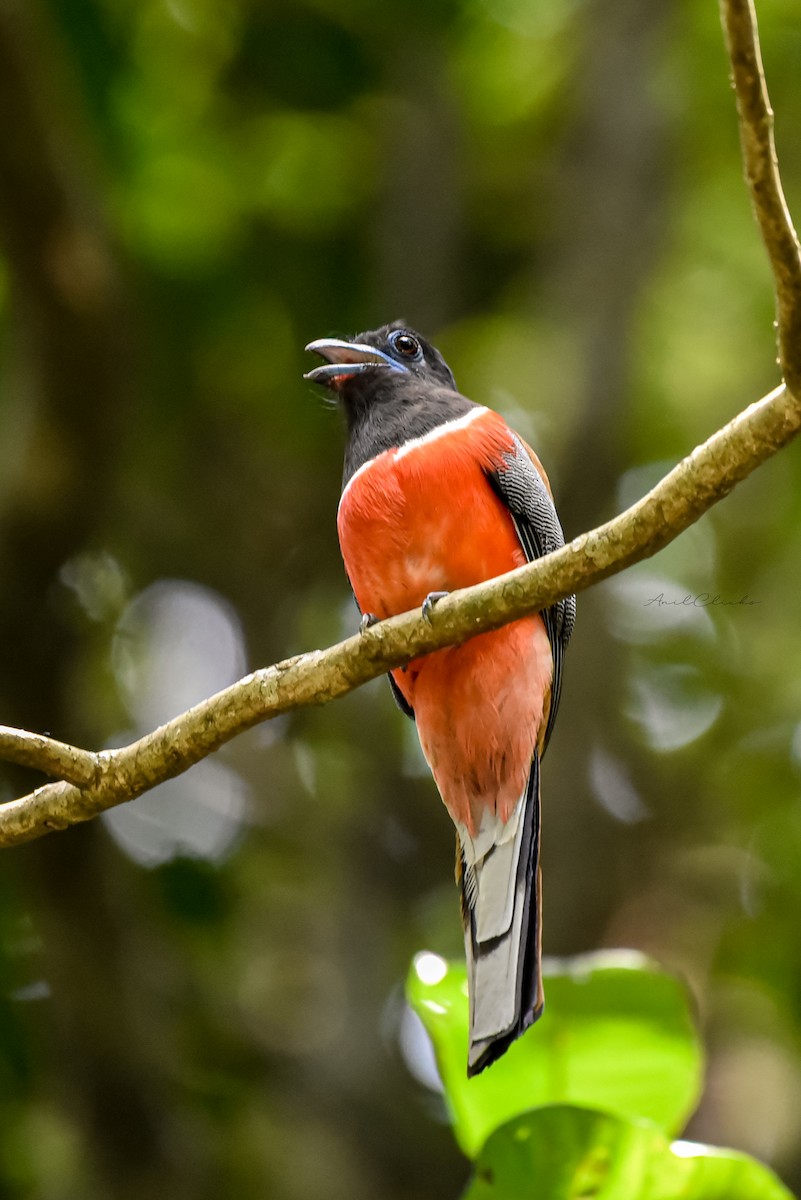 Malabar Trogon - ML563299051