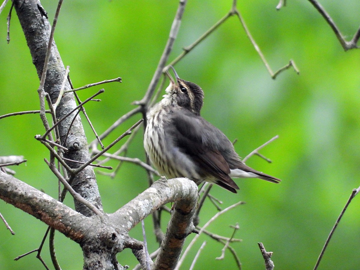 Northern Waterthrush - ML563299621