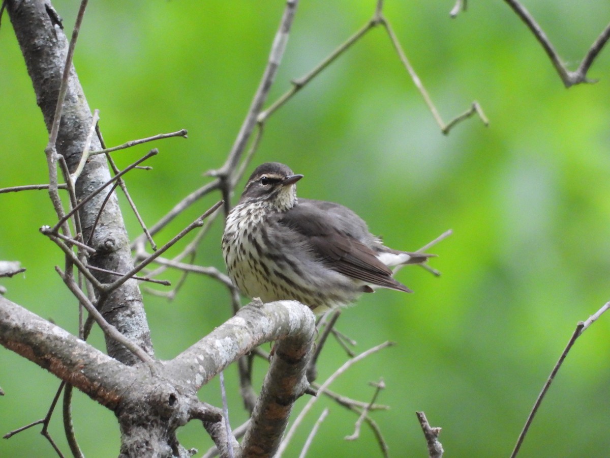 Northern Waterthrush - ML563299631