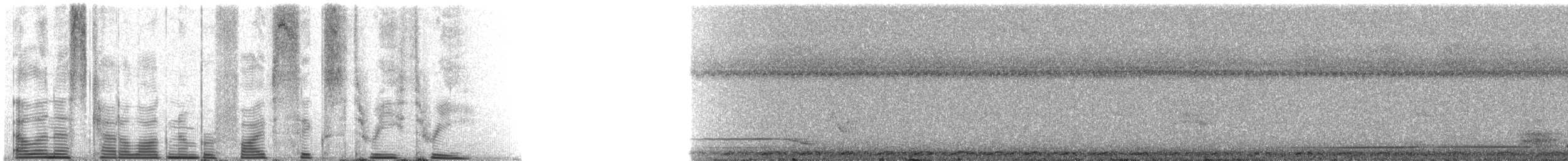 Банкивский петух (Одомашенного вида) - ML5633