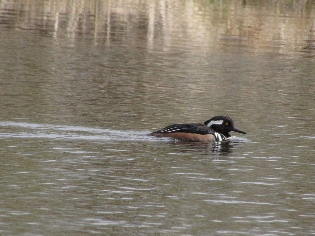 Hooded Merganser - ML563300411