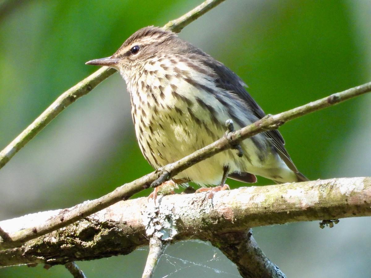 Northern Waterthrush - ML563300561
