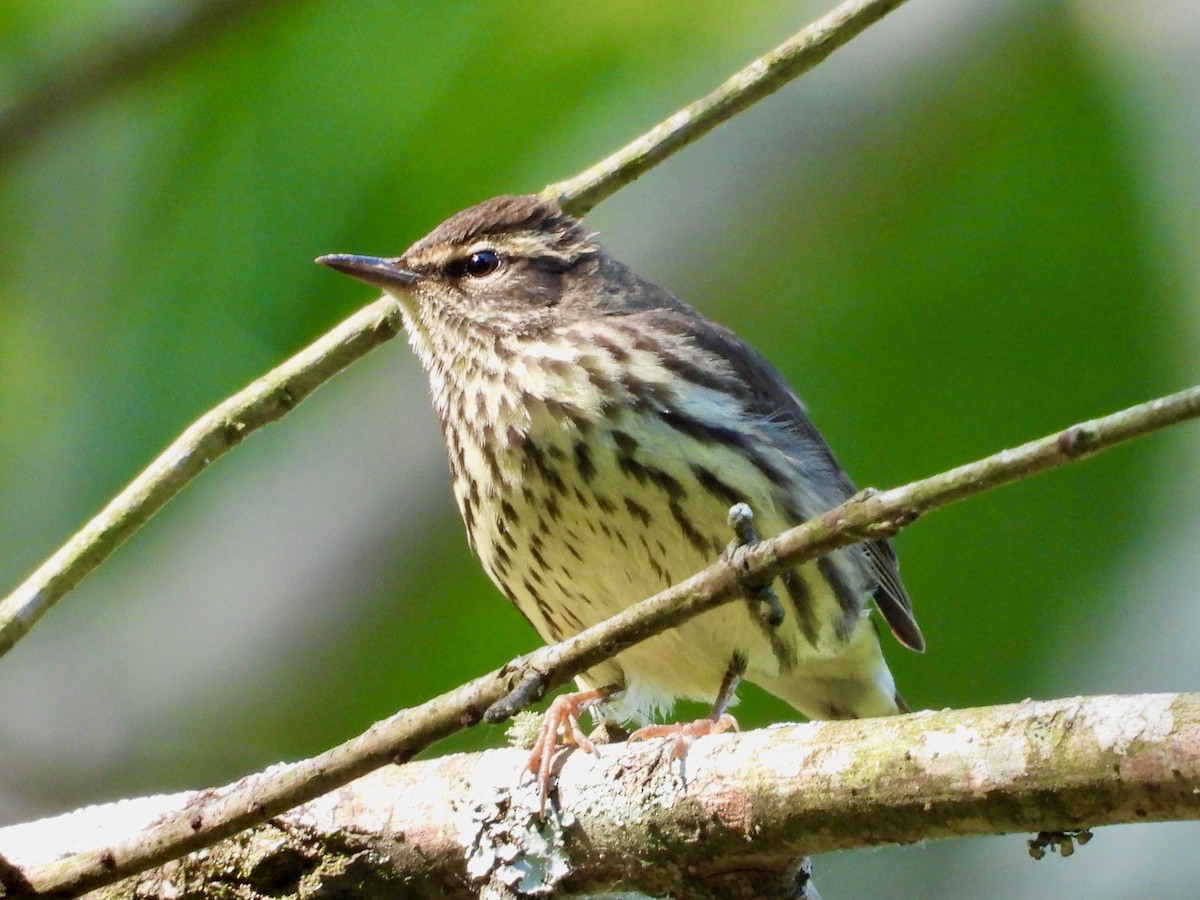 Northern Waterthrush - ML563300571