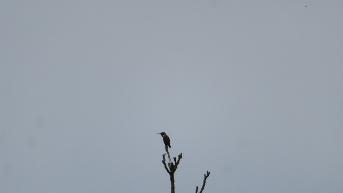 Black-chinned Hummingbird - Bill  Feusahrens