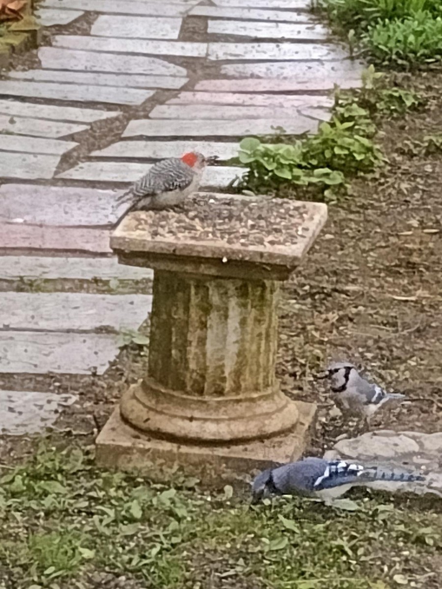 Red-bellied Woodpecker - ML563303111