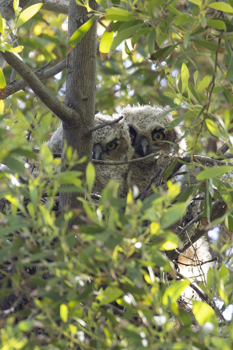 Great Horned Owl - ML563303981