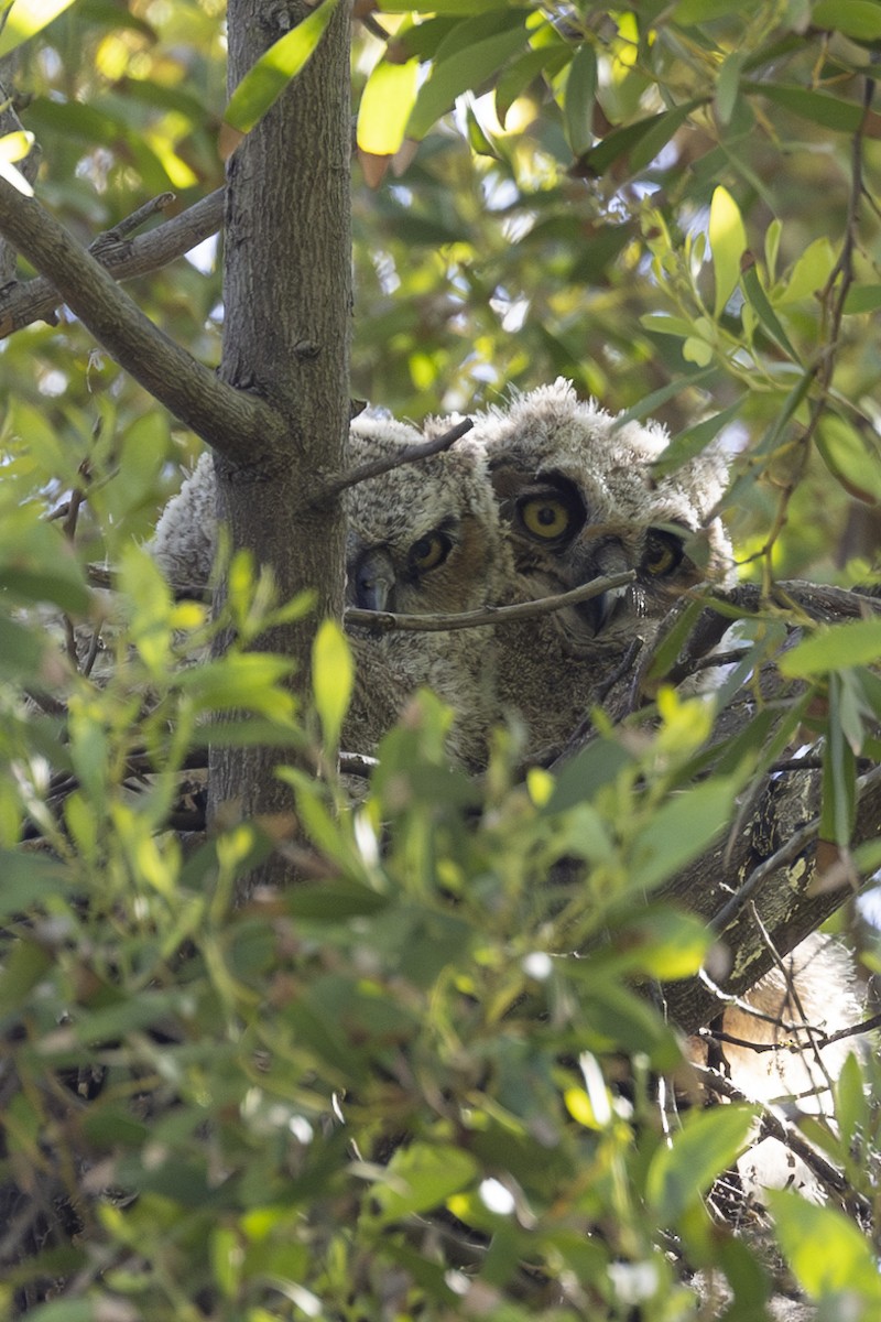 Great Horned Owl - ML563303991