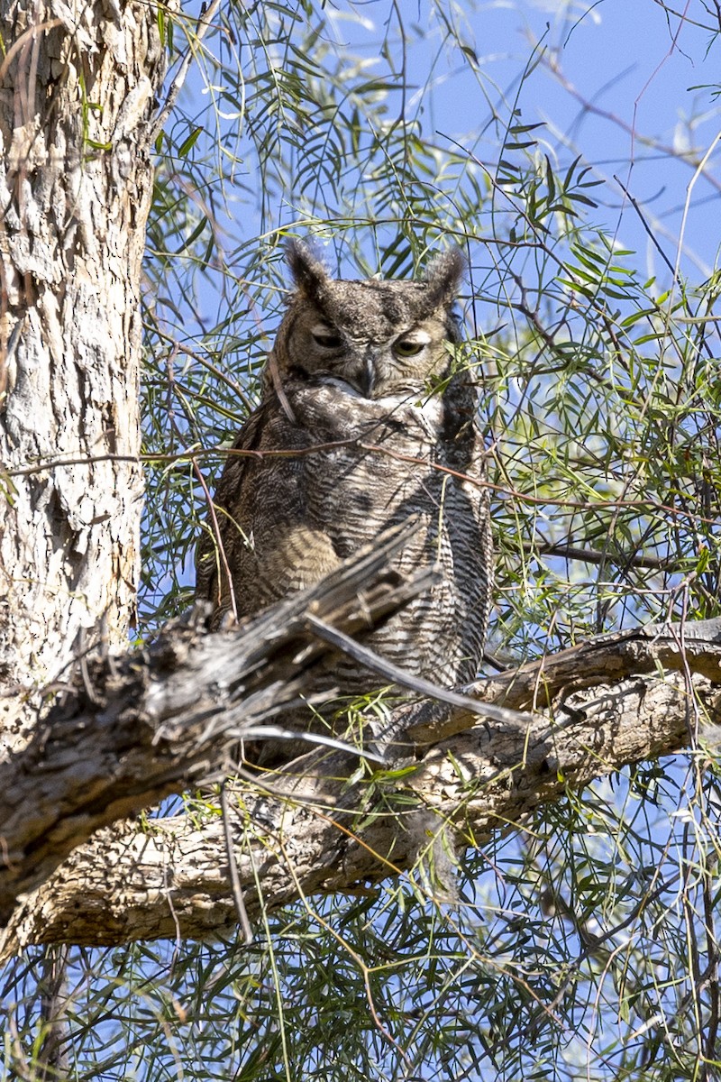 Great Horned Owl - ML563304001