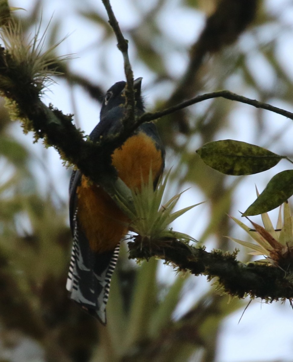 Guianan Trogon - ML563305661