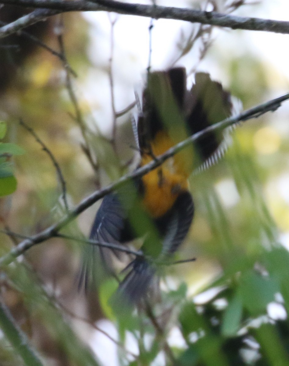 Guianan Trogon - ML563306101