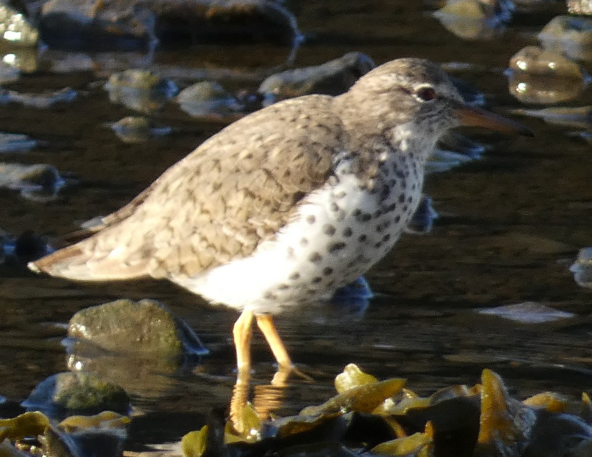 Spotted Sandpiper - Eugene Prewitt