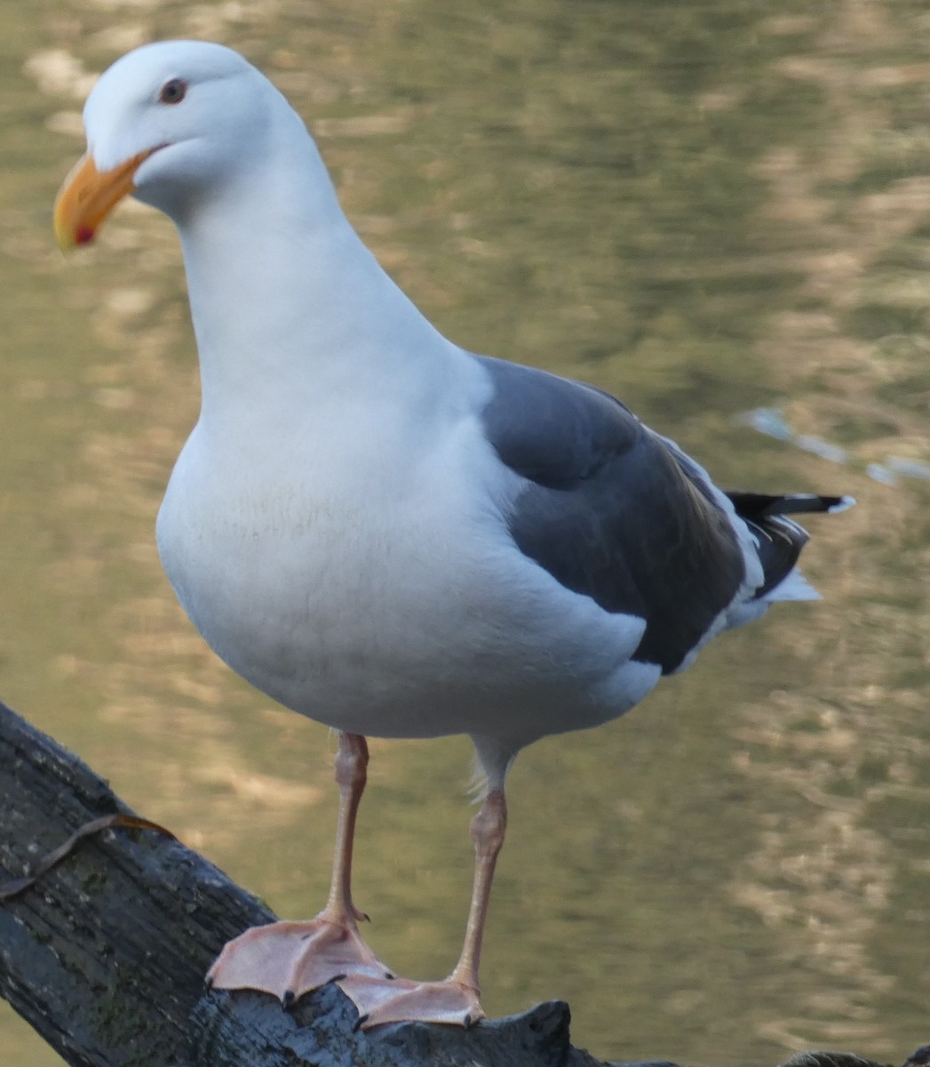 Gaviota Occidental - ML563306281