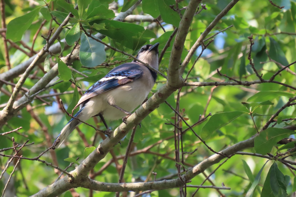 Blue Jay - ML563306501