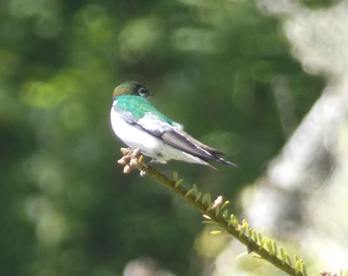 Hirondelle à face blanche - ML563306521