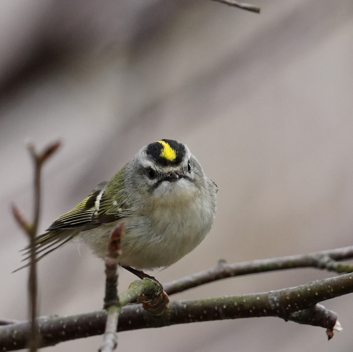 Golden-crowned Kinglet - ML563306631