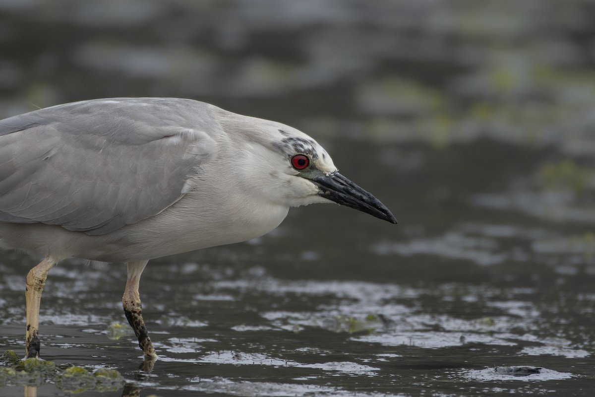 Black-crowned Night Heron - ML563307281