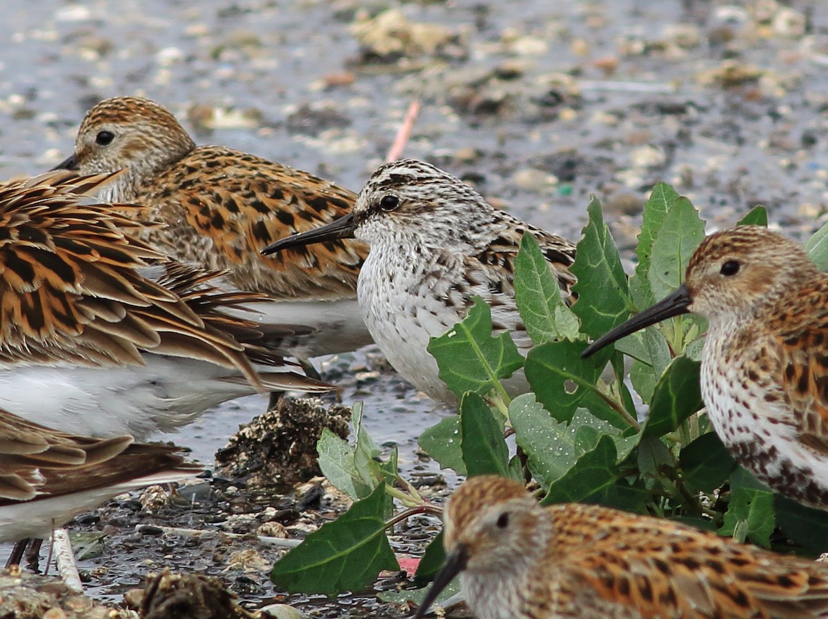 Broad-billed Sandpiper - Sérgio Correia