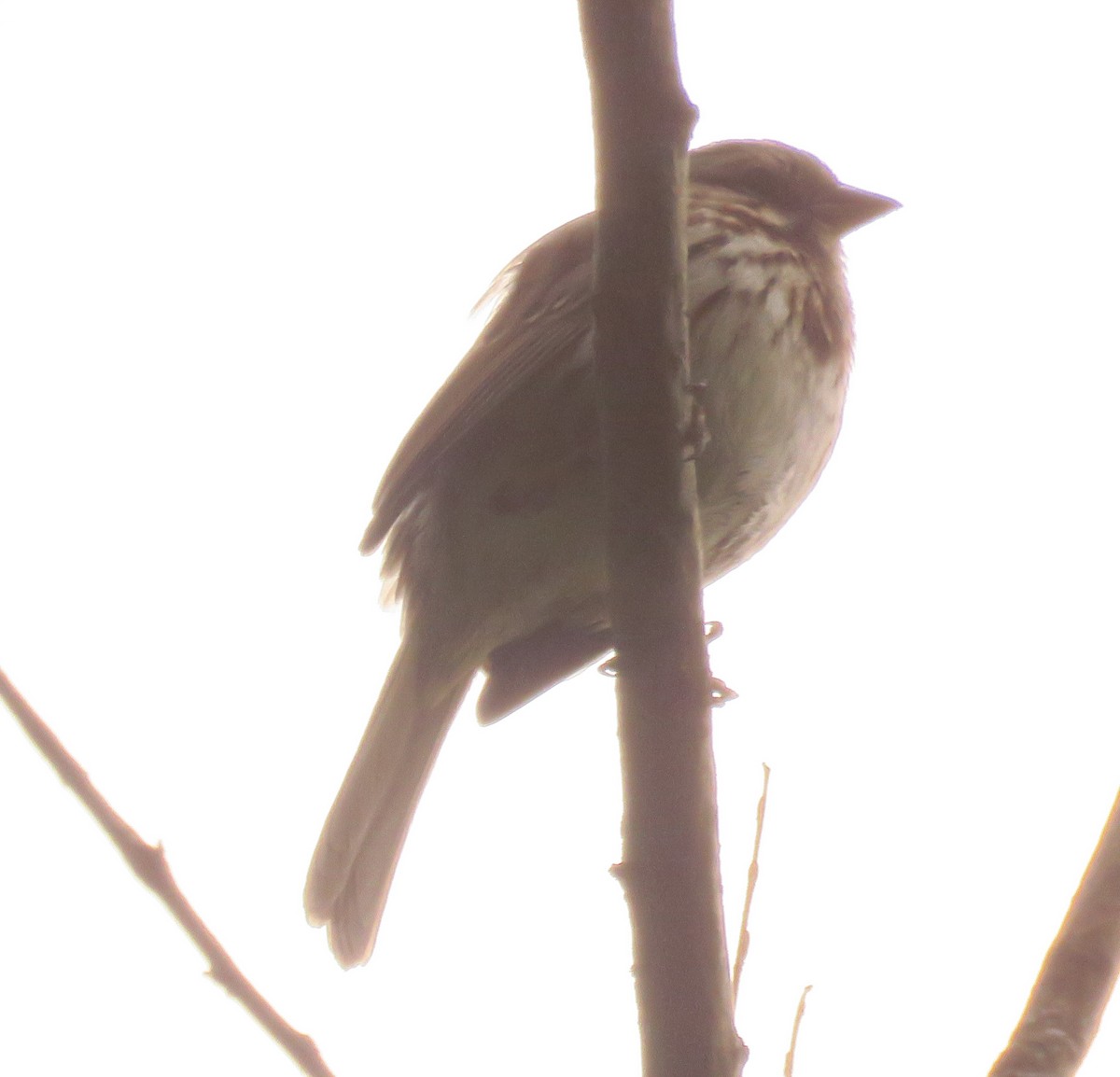 Song Sparrow - ML563308171