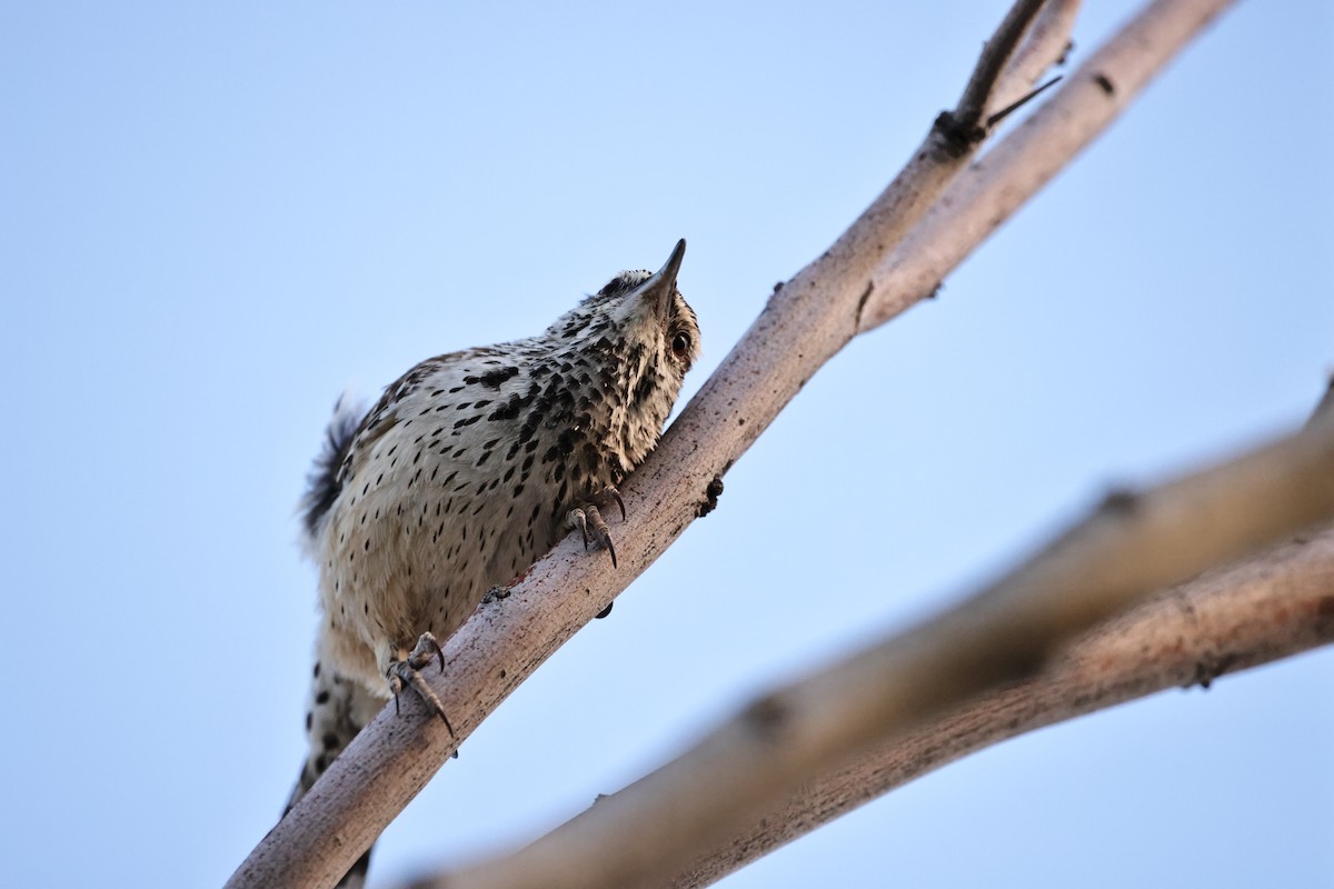 Cactus Wren - ML563308511