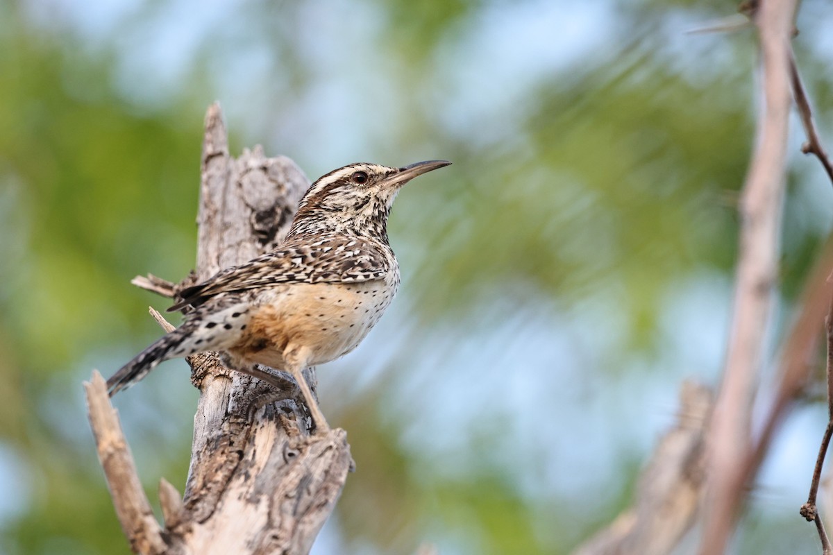 Cactus Wren - ML563308531