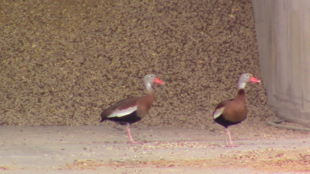 Black-bellied Whistling-Duck - ML563308841