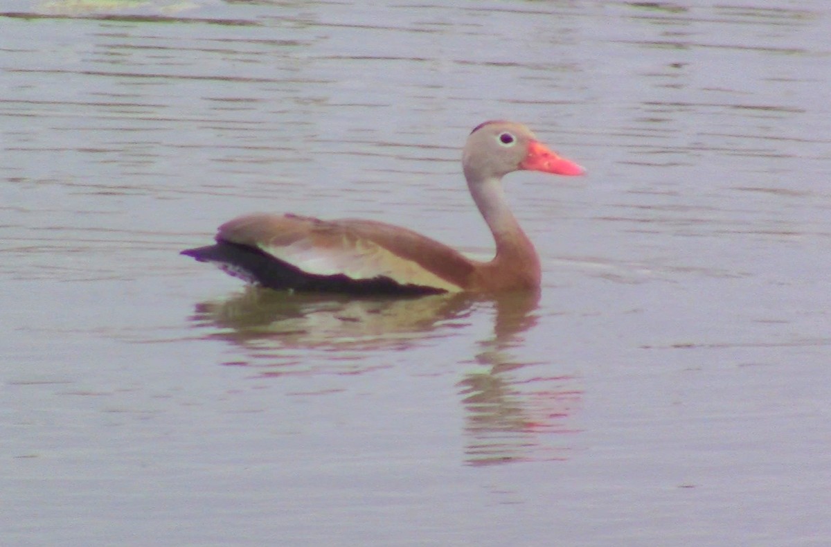Black-bellied Whistling-Duck - ML563309221