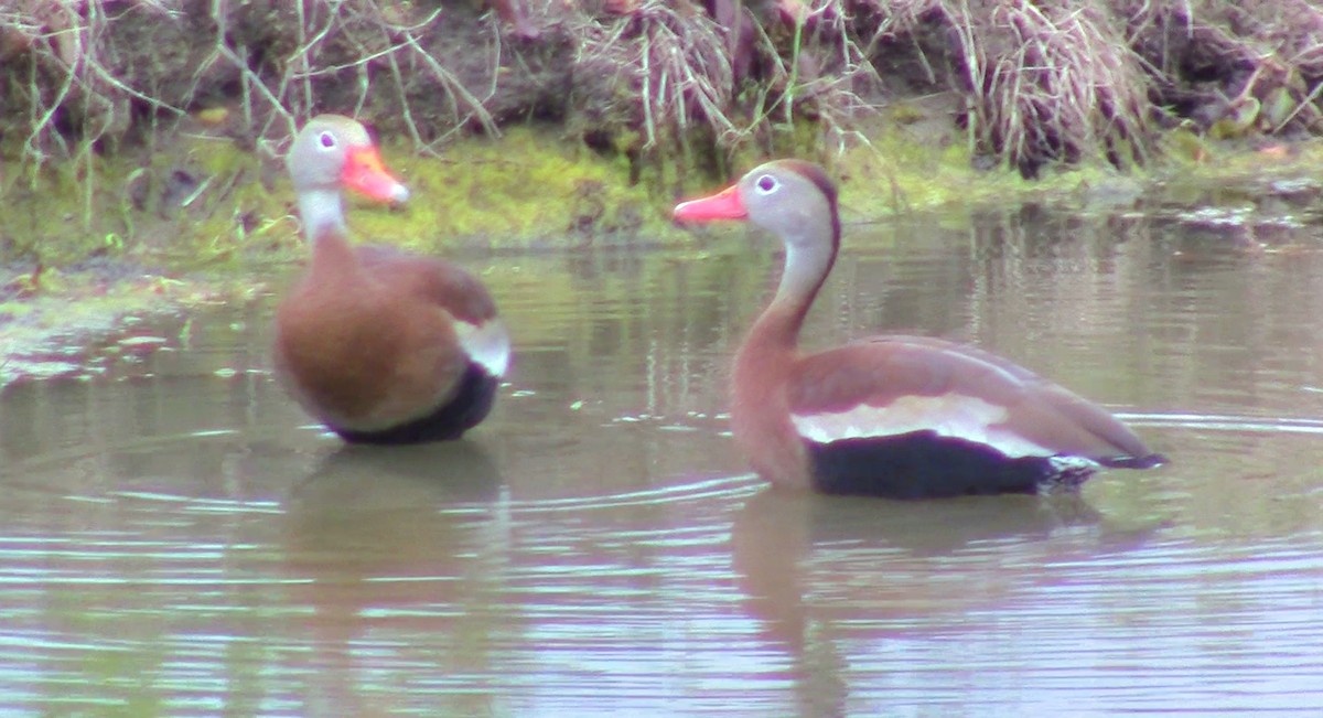 Black-bellied Whistling-Duck - ML563309231