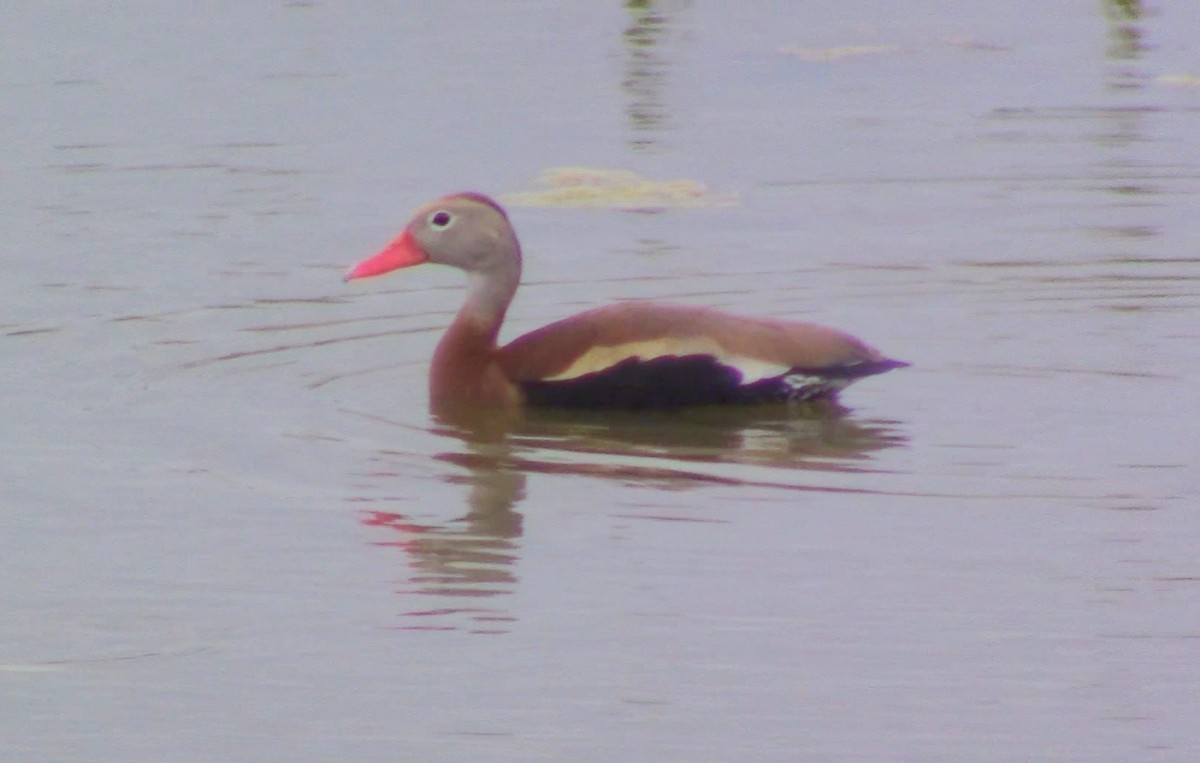 Black-bellied Whistling-Duck - ML563309241