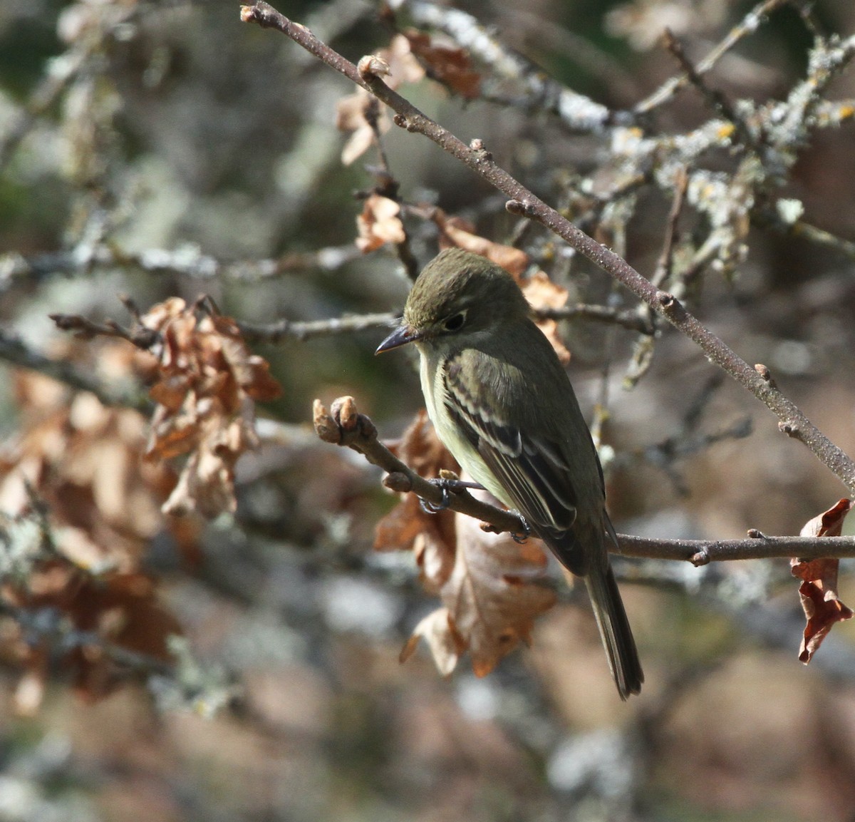 Western Flycatcher (Pacific-slope) - David  Irons