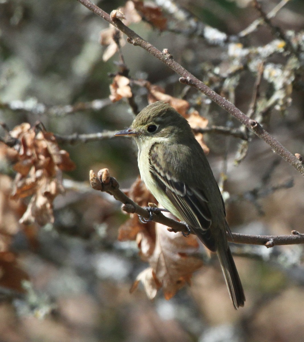 Western Flycatcher (Pacific-slope) - David  Irons