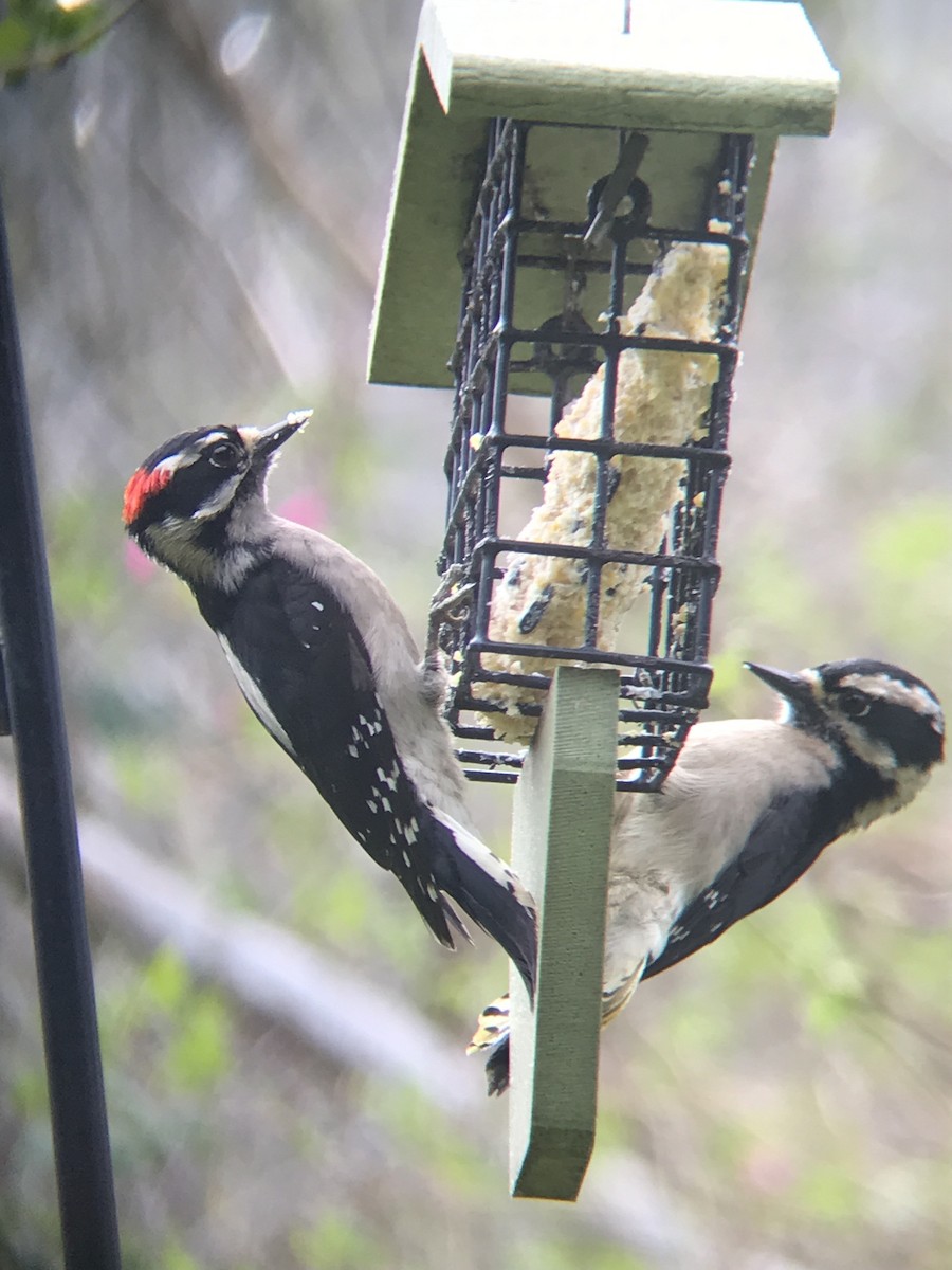 Downy Woodpecker - ML563309971