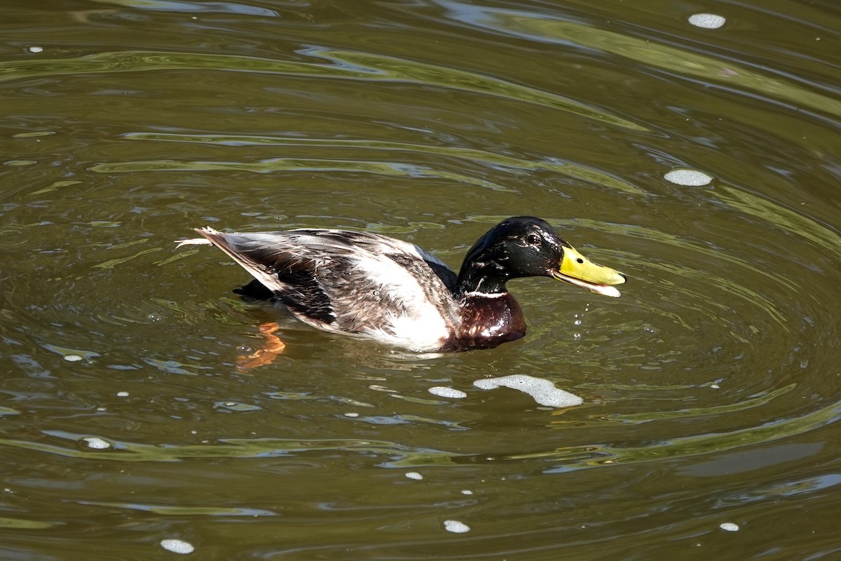 Canard colvert - ML563310881