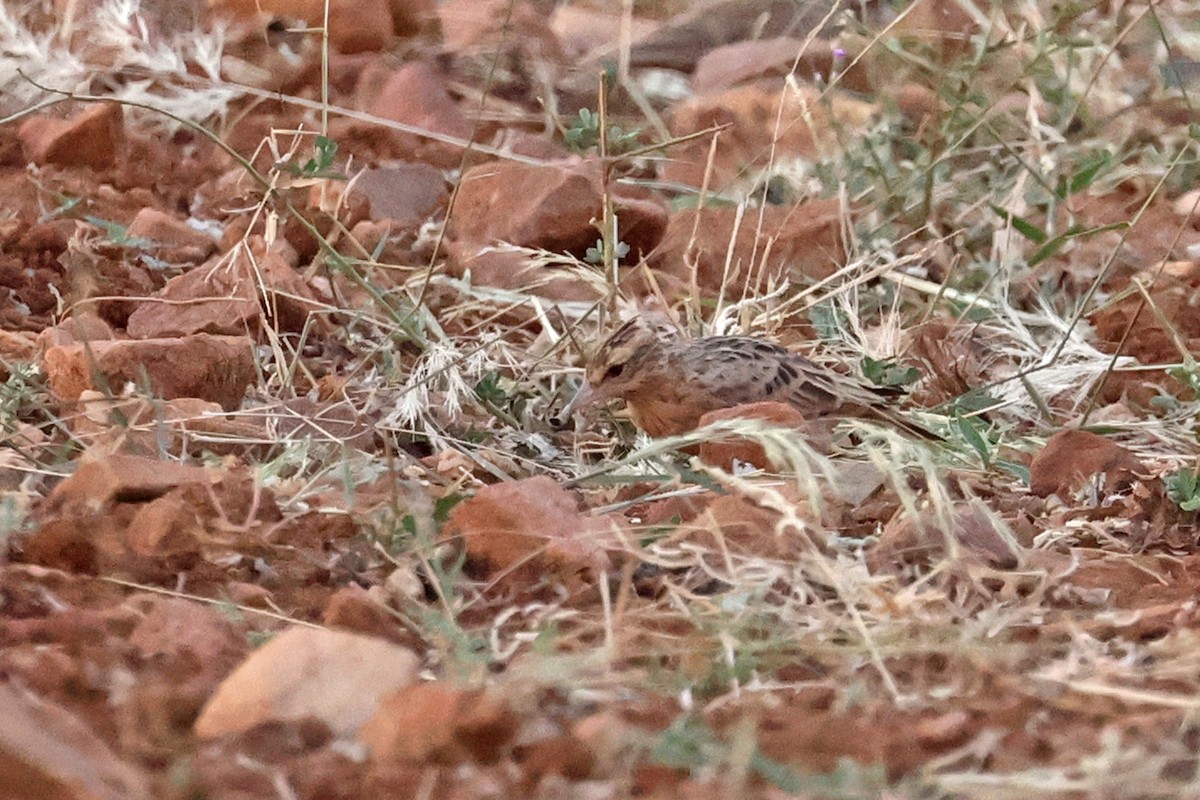 Tawny Lark - Charley Hesse TROPICAL BIRDING