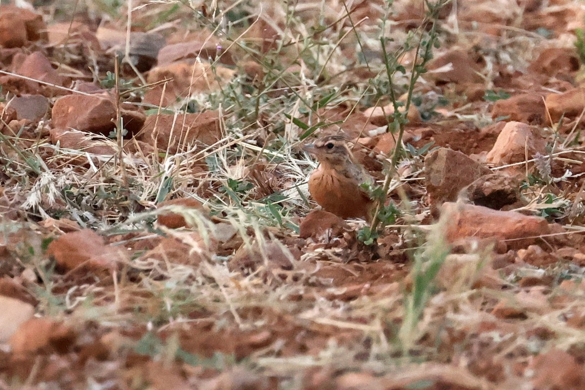 Tawny Lark - Charley Hesse TROPICAL BIRDING